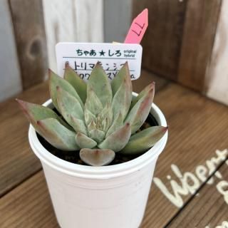 趣味家さん交配苗の多肉植物商品一覧ページ|多肉植物通販専門店 趣味家さん交配苗の多肉植物商品一覧ページ|多肉植物通販専門店