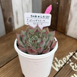 趣味家さん交配苗の多肉植物商品一覧ページ|多肉植物通販専門店 趣味家さん交配苗の多肉植物商品一覧ページ|多肉植物通販専門店