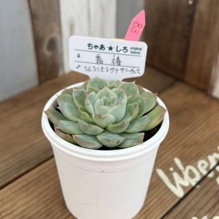 趣味家さん交配苗の多肉植物商品一覧ページ|多肉植物通販専門店 趣味家さん交配苗の多肉植物商品一覧ページ|多肉植物通販専門店