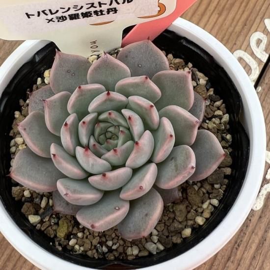 トバレンシストバル×沙羅姫牡丹 現物商品 - 多肉植物 人気の多肉