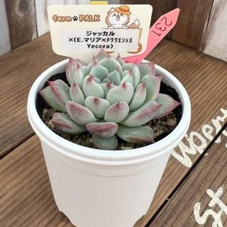 商品検索 - 多肉植物 人気の多肉植物 多種類の多肉植物通販専門 商品検索 - 多肉植物 人気の多肉植物 多種類の多肉植物通販専門
