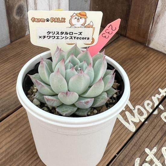 クリスタルローズ×チワワエンシスYecora 現物商品 - 多肉植物 人気の