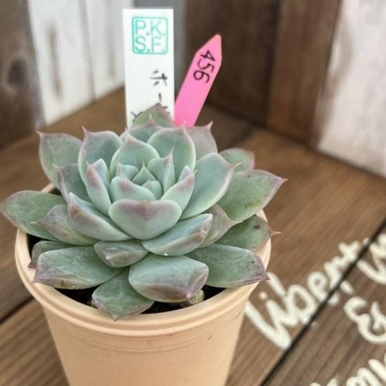 Pさん苗 ホーリンゼ×ラパス 現物商品 - 多肉植物 人気の多肉植物 Pさん苗 ホーリンゼ×ラパス 現物商品 - 多肉植物 人気の多肉植物