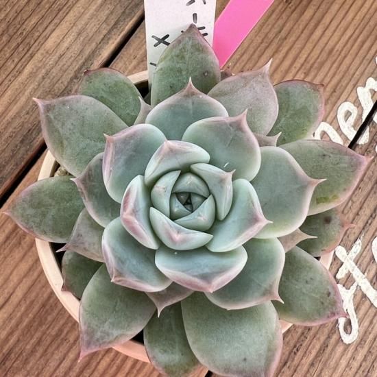 Pさん苗 ホーリンゼ×ラパス 現物商品 - 多肉植物 人気の多肉植物 Pさん苗 ホーリンゼ×ラパス 現物商品 - 多肉植物 人気の多肉植物