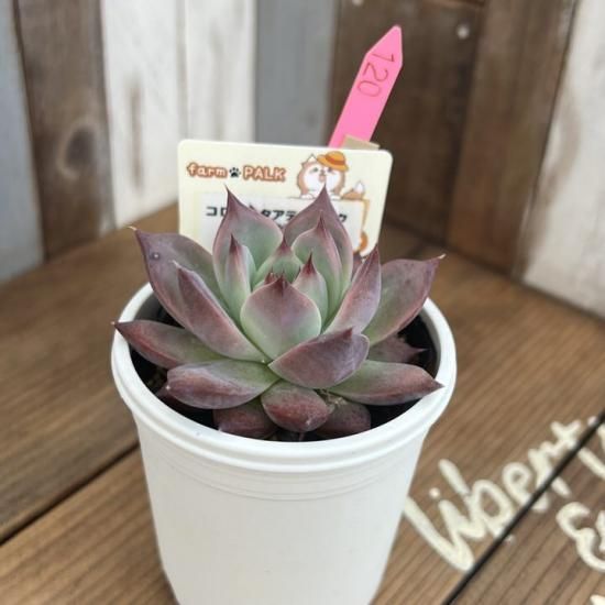 サボテン相談室　コロラータリンゼアナ×コロラータアテマハック札付きポットごと リンゼアナ×コロラータアテマハック）×ラウリンゼ 現物商品