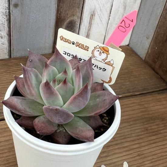 コロラータアテマハック×リンゼアナ 現物商品 - 多肉植物 人気の