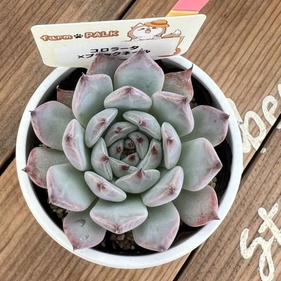 多肉植物 コロラータ 爪、爪かわいー♡♡