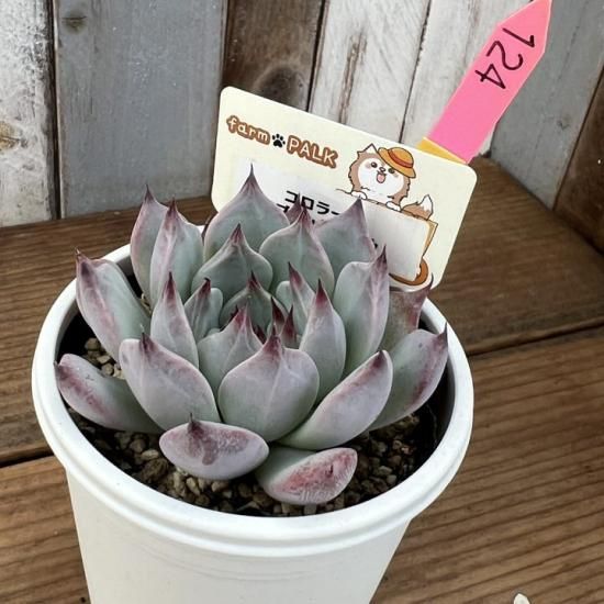 コロラータ×ブラックネイル 現物商品 - 多肉植物 人気の多肉植物 コロラータ×ブラックネイル 現物商品 - 多肉植物 人気の多肉植物