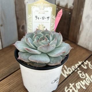 ✳️最終値下げ✳️多肉寄せ植え　ピアノ型プランター　水色　0226 多肉植物寄せ植え ピアノ型植木鉢 - メルカリ