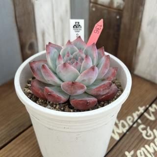 顼ʪ