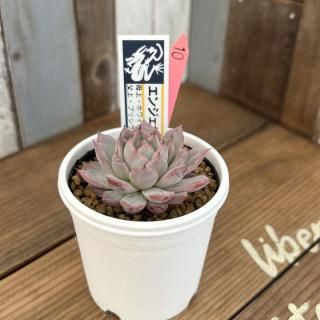 美クロス達〜♡ | コキリノSucculents Life