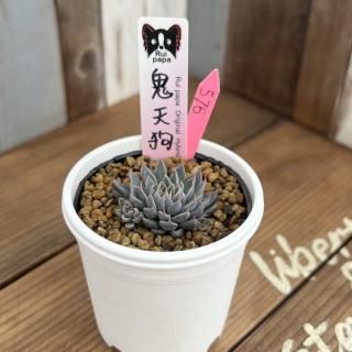 륤ѥġŷ顡ʪ