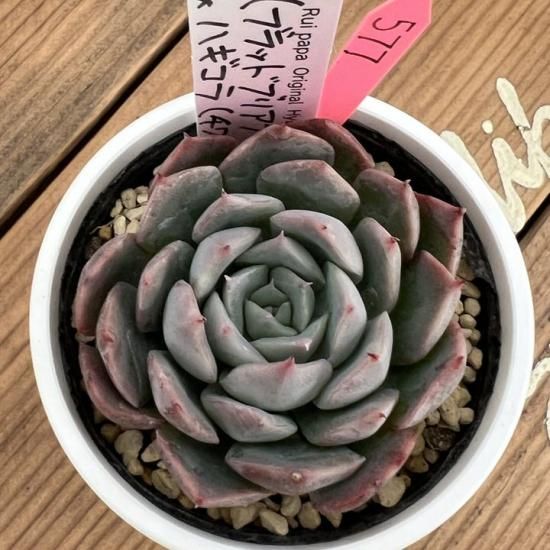 ルイパパ苗 （ブラットブリアナ×ざわわ）×ハギコラ