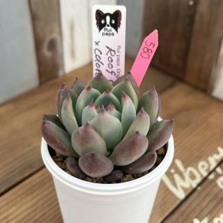 륤ѥġRoof coloratacolorata v brandtiiʪ