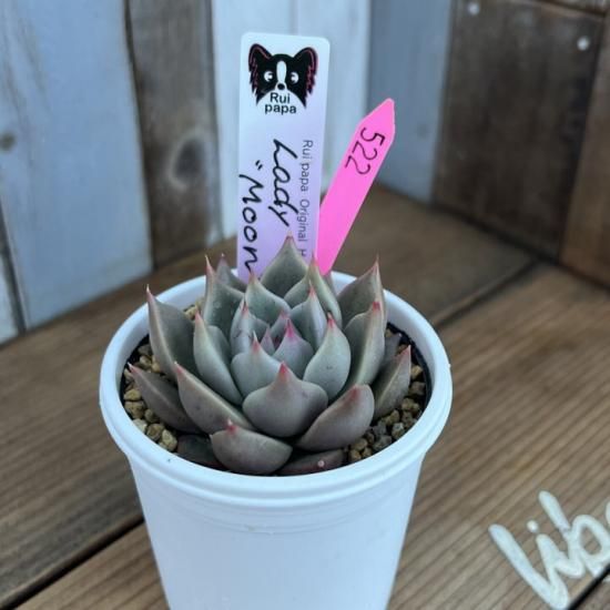 匿名配送♡レア♡ 多肉植物　リトープス　おばけ　3面　極美苗♡ 土付き S81 高級品種入り カラフルセット 多肉植物リトープス