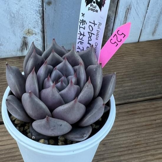 ルイパパさん苗】紅桃花×中里リンゼアナ【札付き】美苗 ルイパパ苗