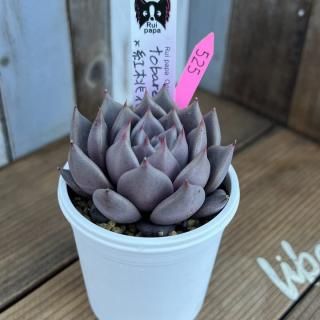 륤ѥġtobarensis߹֡ʪ