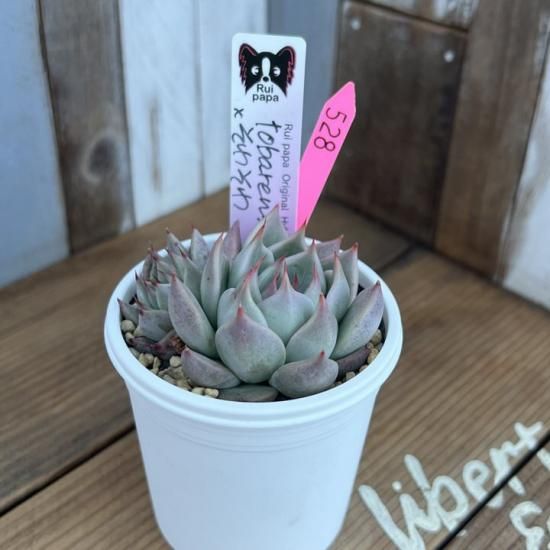 ルイパパさん そわそわ×Lola 札付き　多肉植物 ルイパパさん そわそわ×Lola 札付き 多肉植物 ルイパパさん そわそわ