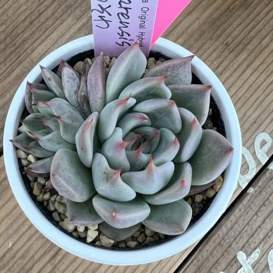 ルイパパ苗 tobarensis×そわそわ 現物商品 - 多肉植物 人気の多肉植物