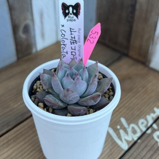ルイパパ苗 山堀コロラータ×colorata Atemajac 現物商品 - 多肉植物