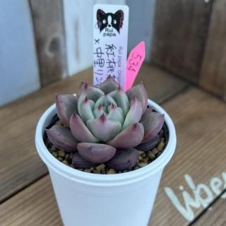 趣味家さん交配苗の多肉植物商品一覧ページ｜多肉植物通販専門店