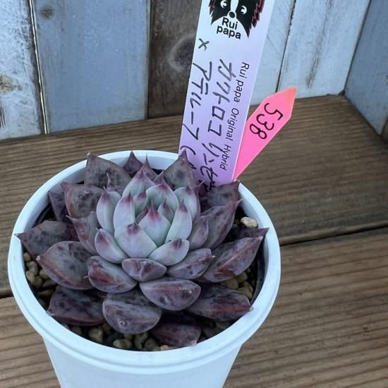 ルイパパ苗 リンゼアナ×アテルーフ 現物商品 - 多肉植物 人気の多肉