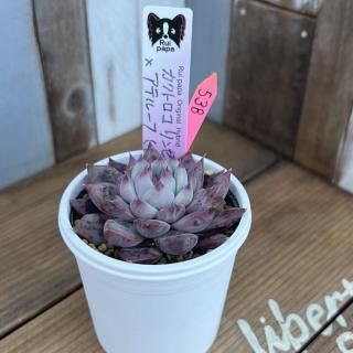 趣味家さん交配苗の多肉植物商品一覧ページ｜多肉植物通販専門店