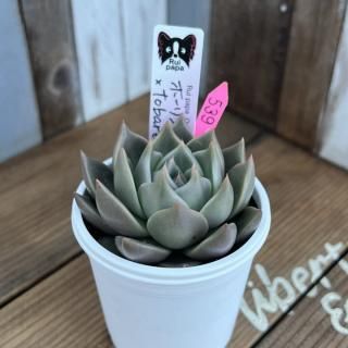 趣味家さん交配苗の多肉植物商品一覧ページ｜多肉植物通販専門店
