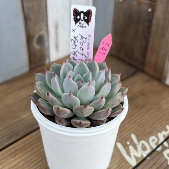 ルイパパ苗 Roof colorata×そわそわ 現物商品 - 多肉植物 人気の多肉