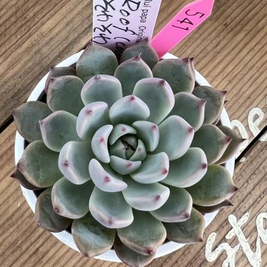 ルイパパ苗 Roof colorata×そわそわ 現物商品 - 多肉植物 人気の