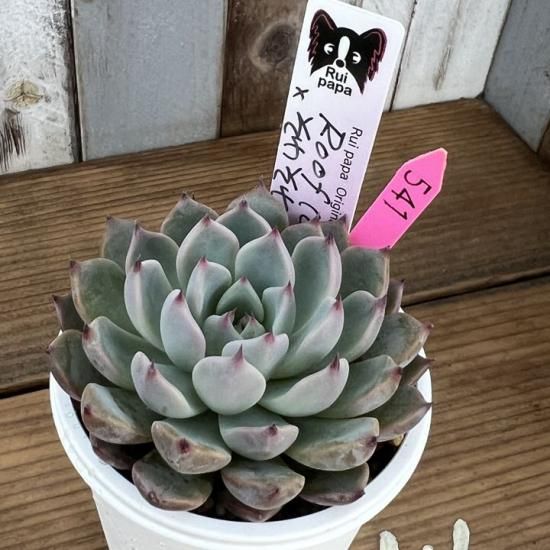 ルイパパ苗 Roof colorata×そわそわ 現物商品 - 多肉植物 人気の多肉
