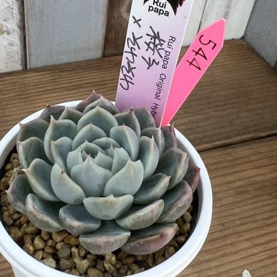 ルイパパ苗 桜子×そわそわ 現物商品 - 多肉植物 人気の多肉植物 多種類