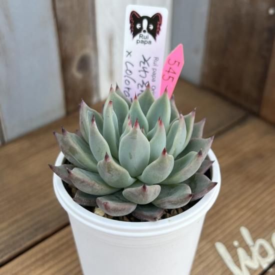 ルイパパ苗 そわそわ×colorata Atemajac 現物商品 - 多肉植物 人気の