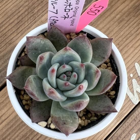 ルイパパ苗 ポルポローネ×アテルーフ 現物商品 - 多肉植物 人気の多肉 ルイパパ苗 ポルポローネ×アテルーフ 現物商品 - 多肉植物 人気の多肉