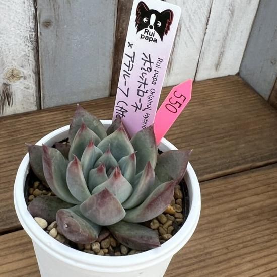 【ルイパパさん苗】アテルーフ（多肉植物） ルイパパ苗 ポルポローネ×アテルーフ 現物商品 - 多肉植物 人気の多肉