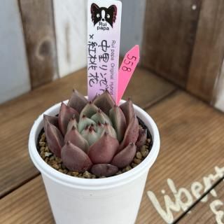 趣味家さん交配苗の多肉植物商品一覧ページ|多肉植物通販専門店 趣味家さん交配苗の多肉植物商品一覧ページ|多肉植物通販専門店