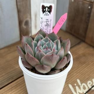 趣味家さん交配苗の多肉植物商品一覧ページ|多肉植物通販専門店 趣味家さん交配苗の多肉植物商品一覧ページ|多肉植物通販専門店
