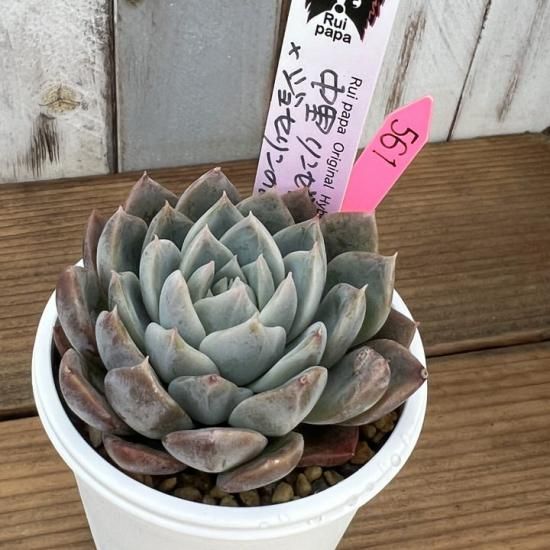 ルイパパ苗 中里リンゼアナ×ジョセリンのバラ 現物商品 - 多肉