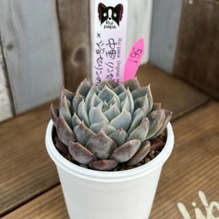 趣味家さん交配苗の多肉植物商品一覧ページ｜多肉植物通販専門店
