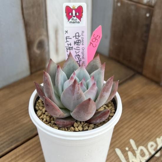 ルイパパさん苗 Roofコロラータ×中里リンゼアナ 札付き 抜き苗