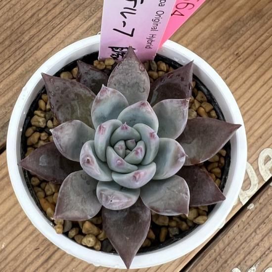 ホーリンゼ×アテルーフ札付きポットごとメルカリ便ルイパパさん苗 ホーリンゼ×アテルーフ札付きポットごとメルカリ便ルイパパさん苗