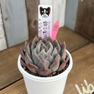 趣味家さん交配苗の多肉植物商品一覧ページ|多肉植物通販専門店 趣味家さん交配苗の多肉植物商品一覧ページ|多肉植物通販専門店