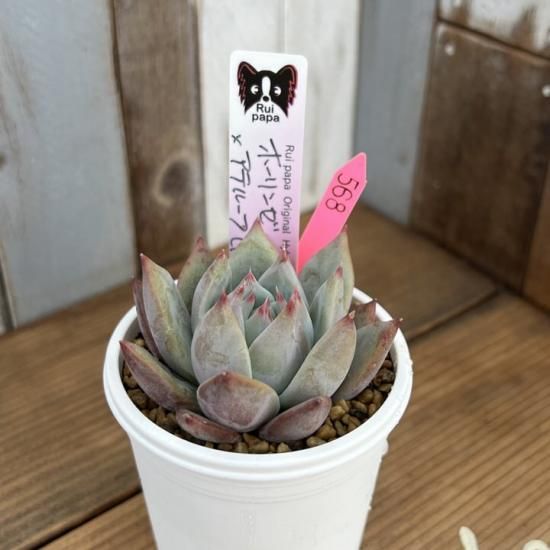 ホーリンゼ×アテルーフ札付きポットごとメルカリ便ルイパパさん苗 ホーリンゼ×アテルーフ札付きポットごとメルカリ便ルイパパさん苗