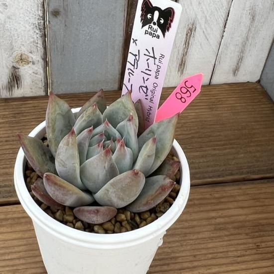 ルイパパ苗 ホーリンゼ×アテルーフ 現物商品 - 多肉植物 人気の