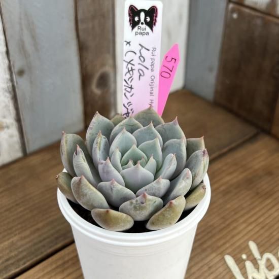ルイパパさん そわそわ×Lola 札 多肉植物 ルイパパさん苗セット 札付き♪