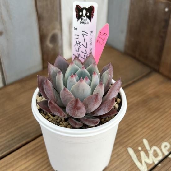 【ルイパパさん苗】ポルボローネ実生【札付き】希少苗 赤多め！ルイパパさん苗コレクション | ブログ版Olive&SucculentGarden