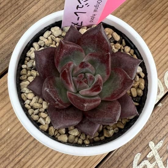 ルイパパ苗 ルージュレーヌ 現物商品 - 多肉植物 人気の多肉植物