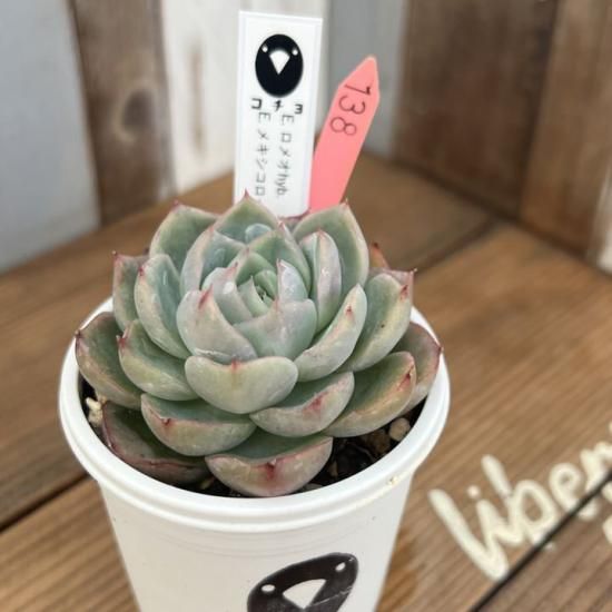コチョ苗 ロメオhyb×メキシコローズ 現物商品 - 多肉植物 人気の