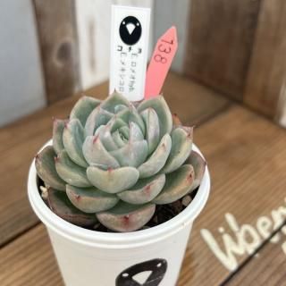 209.多肉植物*ピンクローズ【根付き苗】 (○多肉植物 209.多肉植物*ピンクローズ【根付き苗】 (○多肉植物