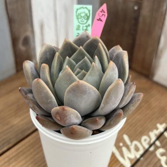 まぱ苗 トバレンシストバル×ラウイ 現物商品 - 多肉植物 人気の まぱ苗 トバレンシストバル×ラウイ 現物商品 - 多肉植物 人気の